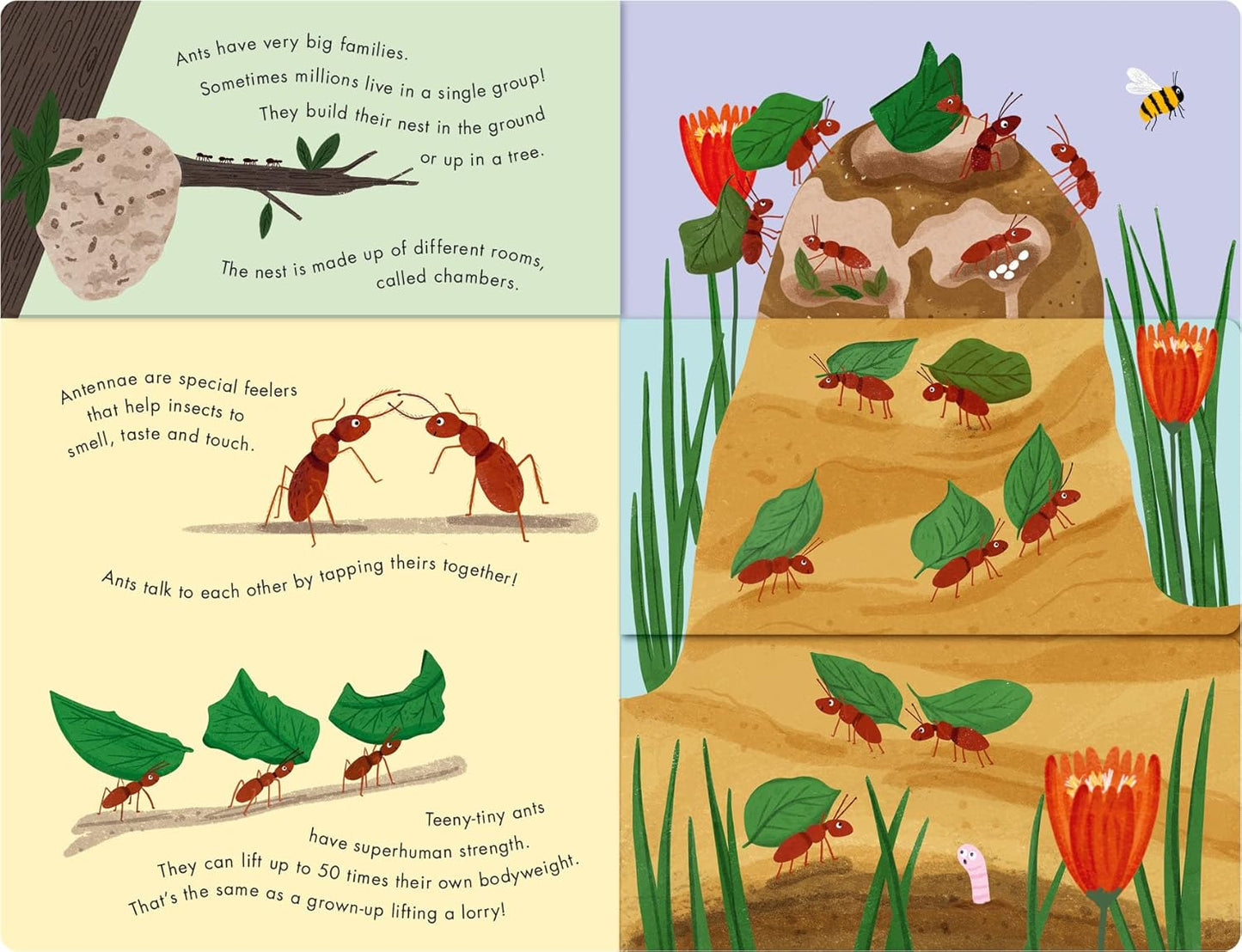 Bees & Beetles: A Flip-Flap Book of Bugs
