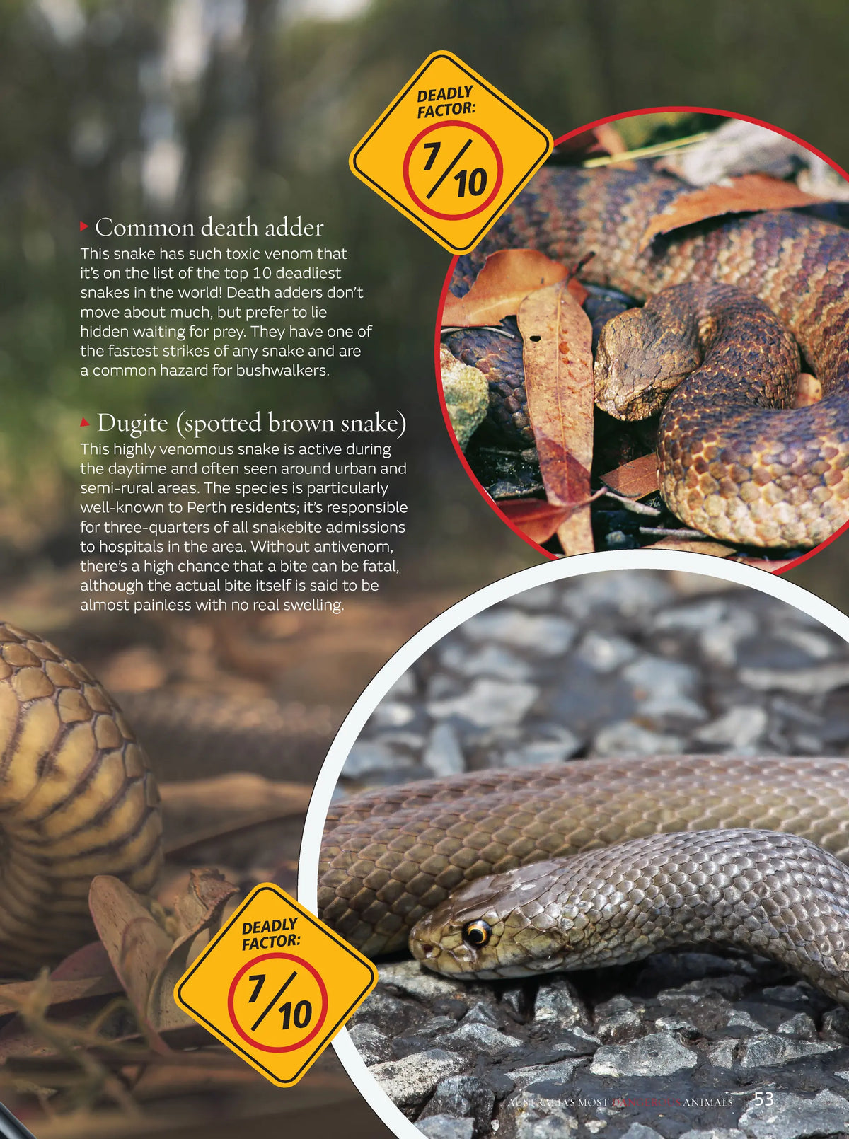 Australia's Most Dangerous Animals