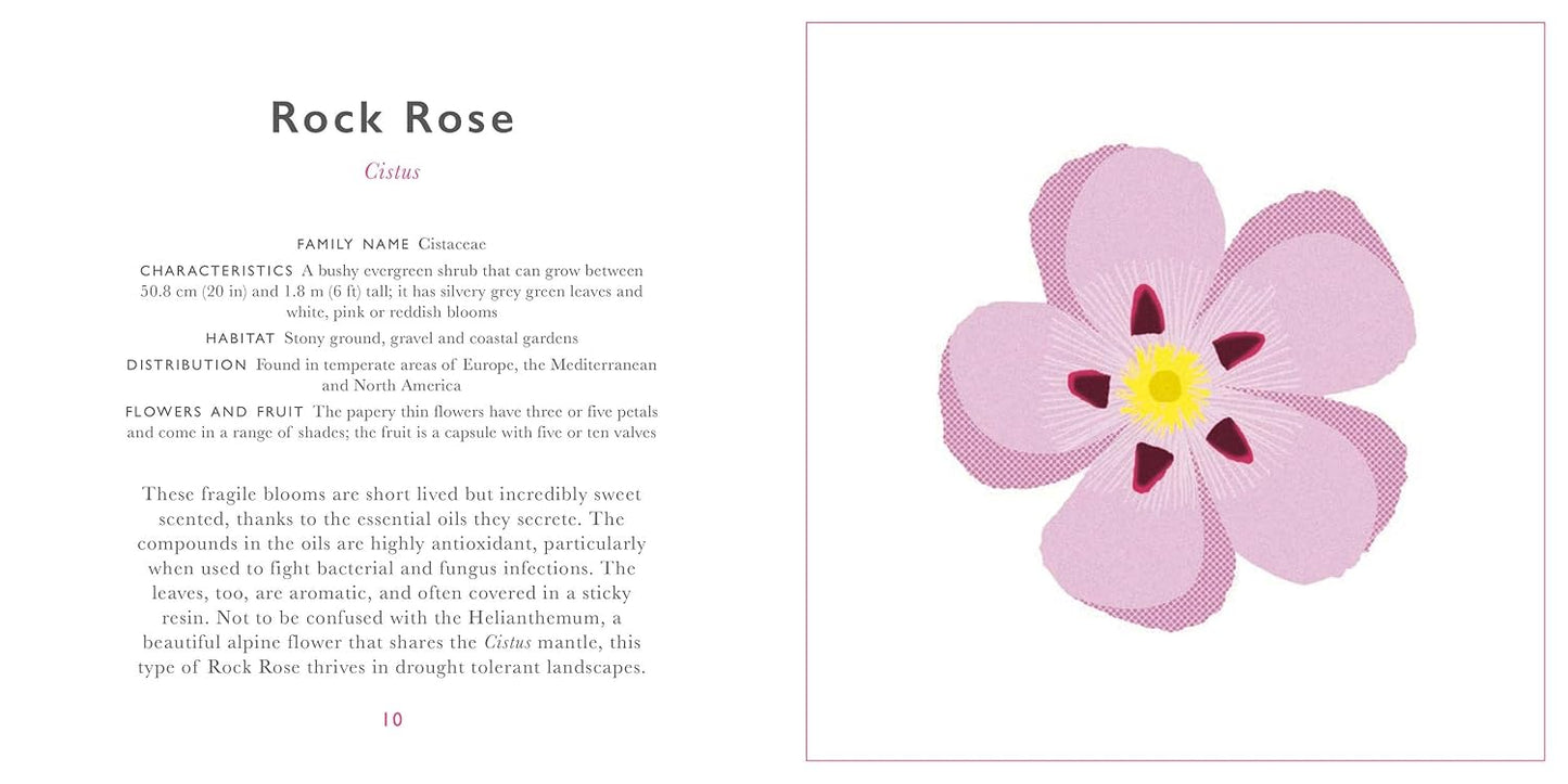 Little Guide to Wildflowers