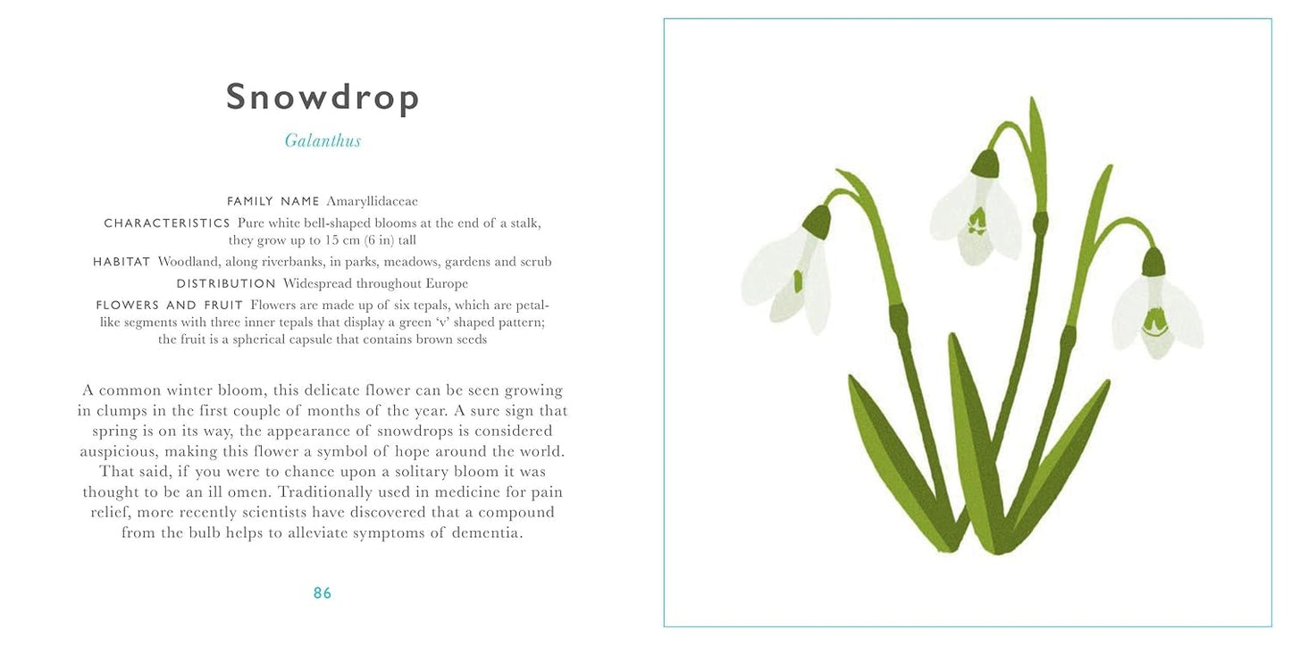 Little Guide to Wildflowers