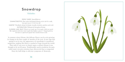 Little Guide to Wildflowers