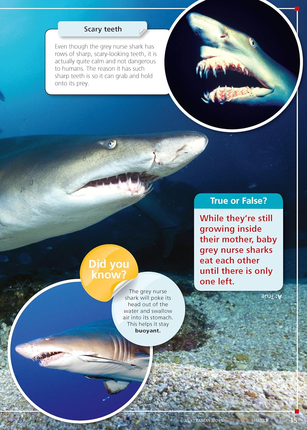 Australia's Most Dangerous – Australian Geographic wildlife book for early learning