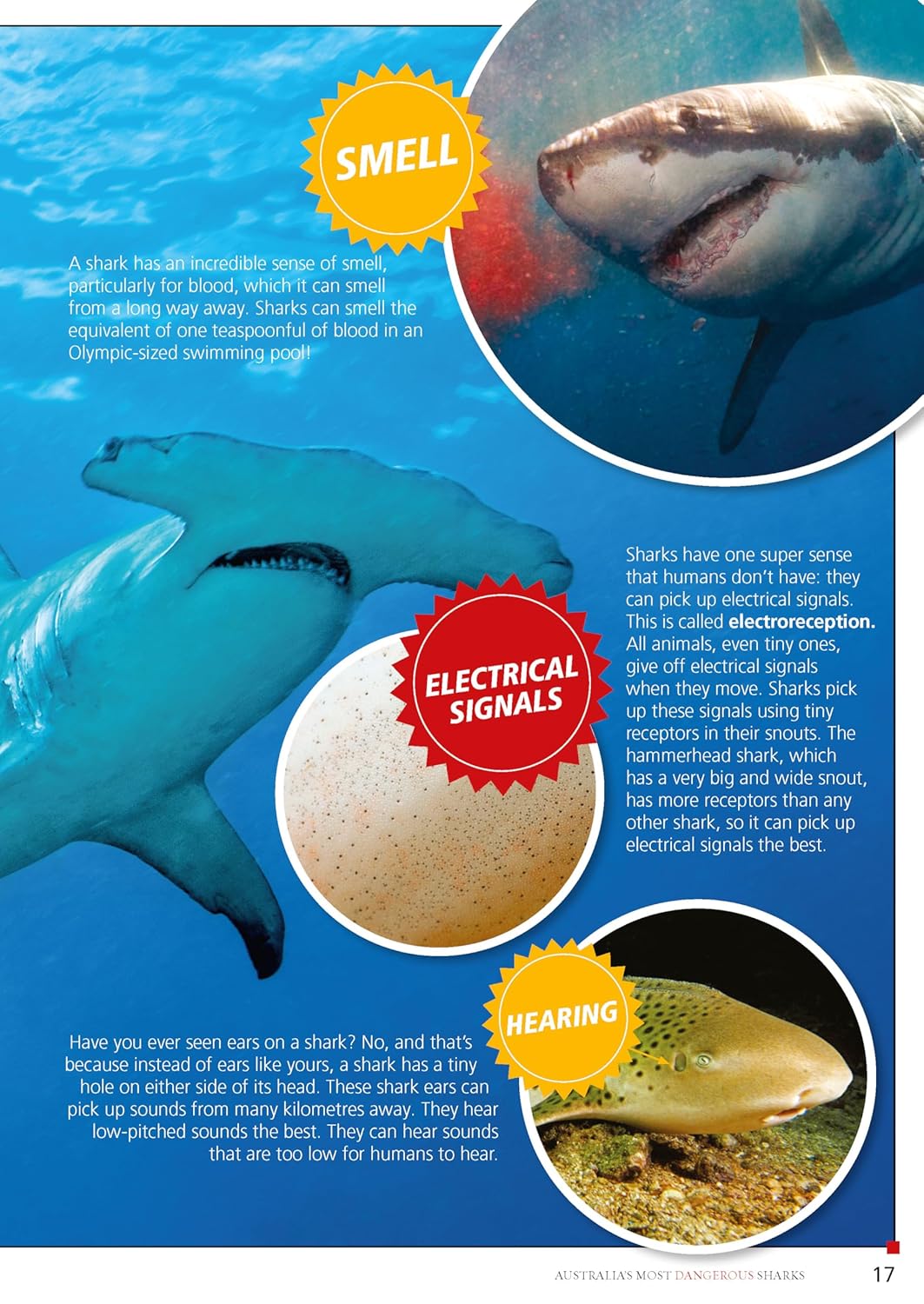 Australia's Most Dangerous – dangerous creatures non-fiction book for early learning