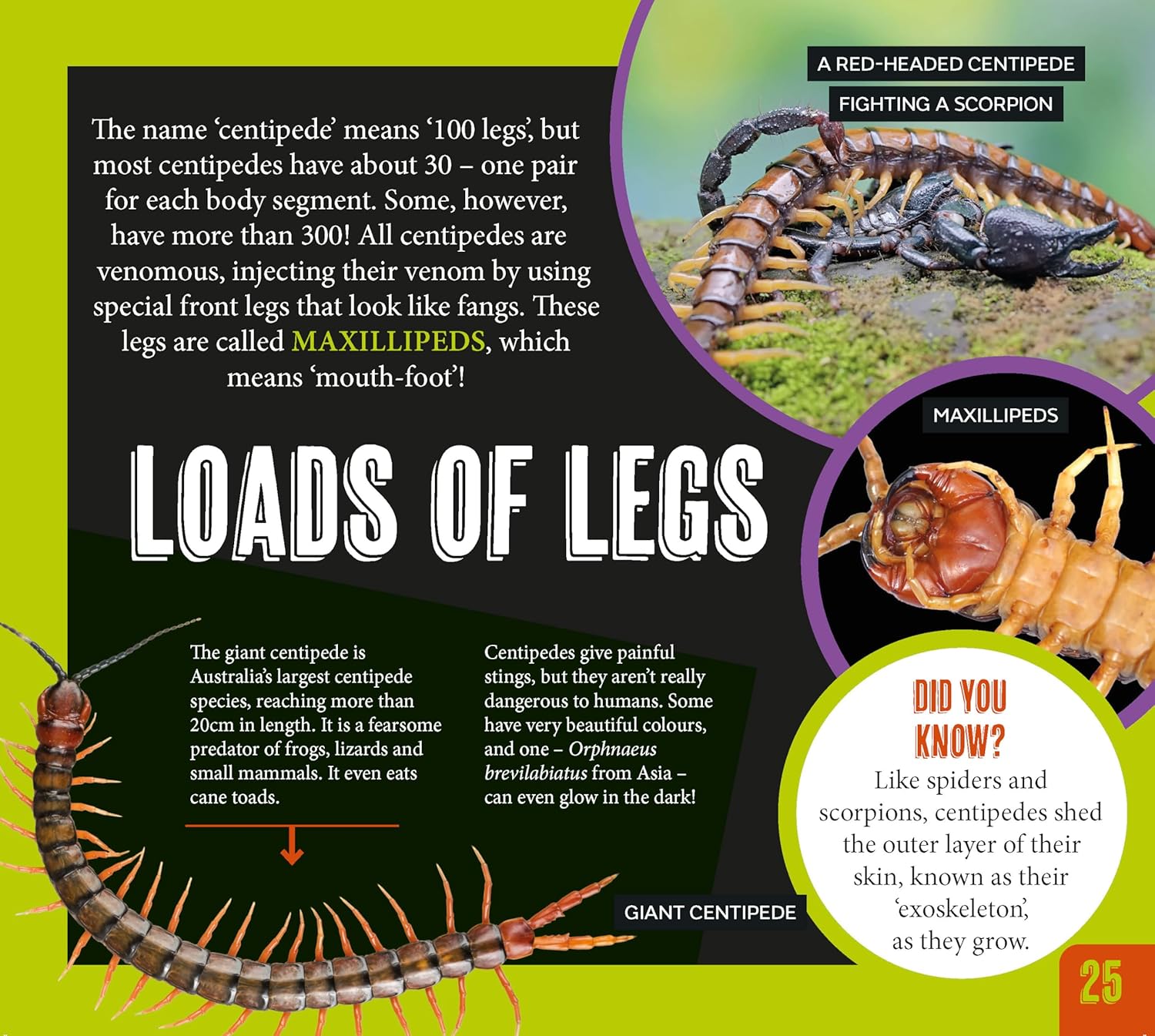 Australia's Most Dangerous – series book about Australian wildlife for early learning