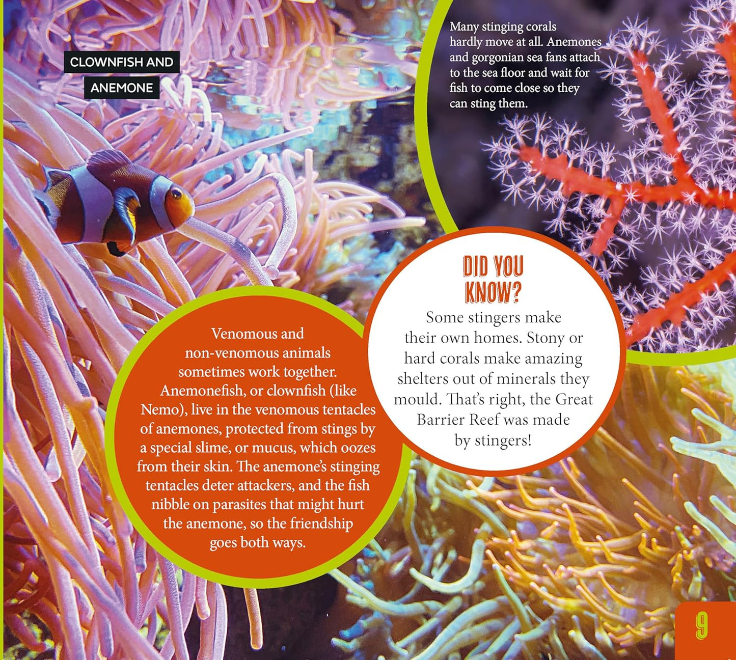 Australia's Most Dangerous – non-fiction wildlife book for early learning centres