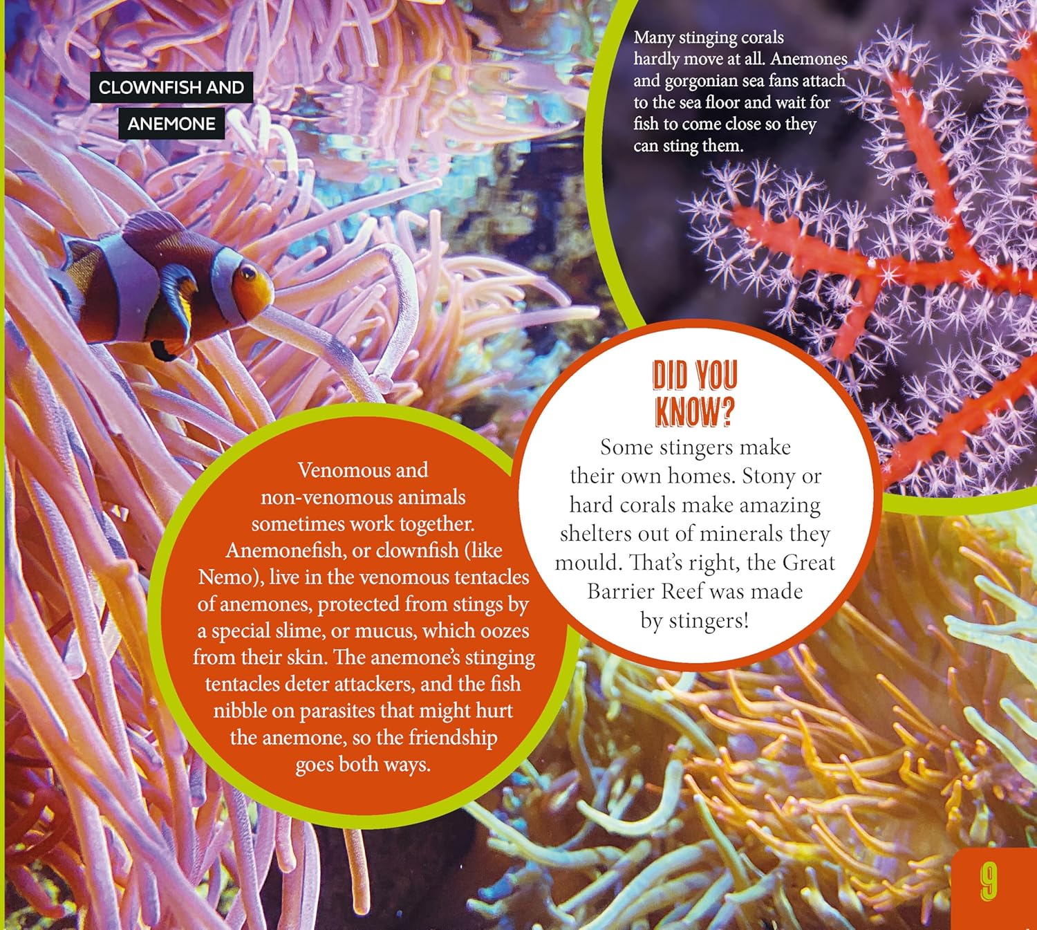Australia's Most Dangerous – non-fiction wildlife book for early learning centres