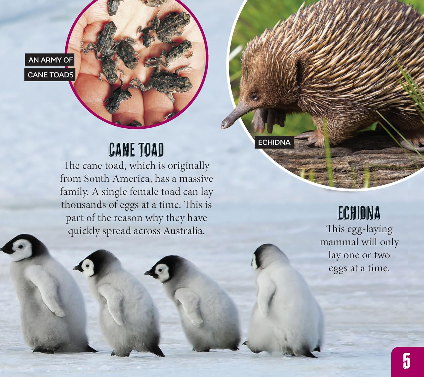 Australian Geographic Discover Pack