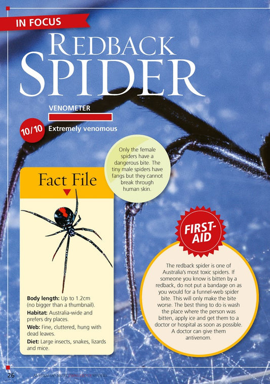 Australia's Most Dangerous Spiders