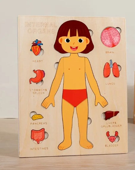 Human Body Puzzle - Girl