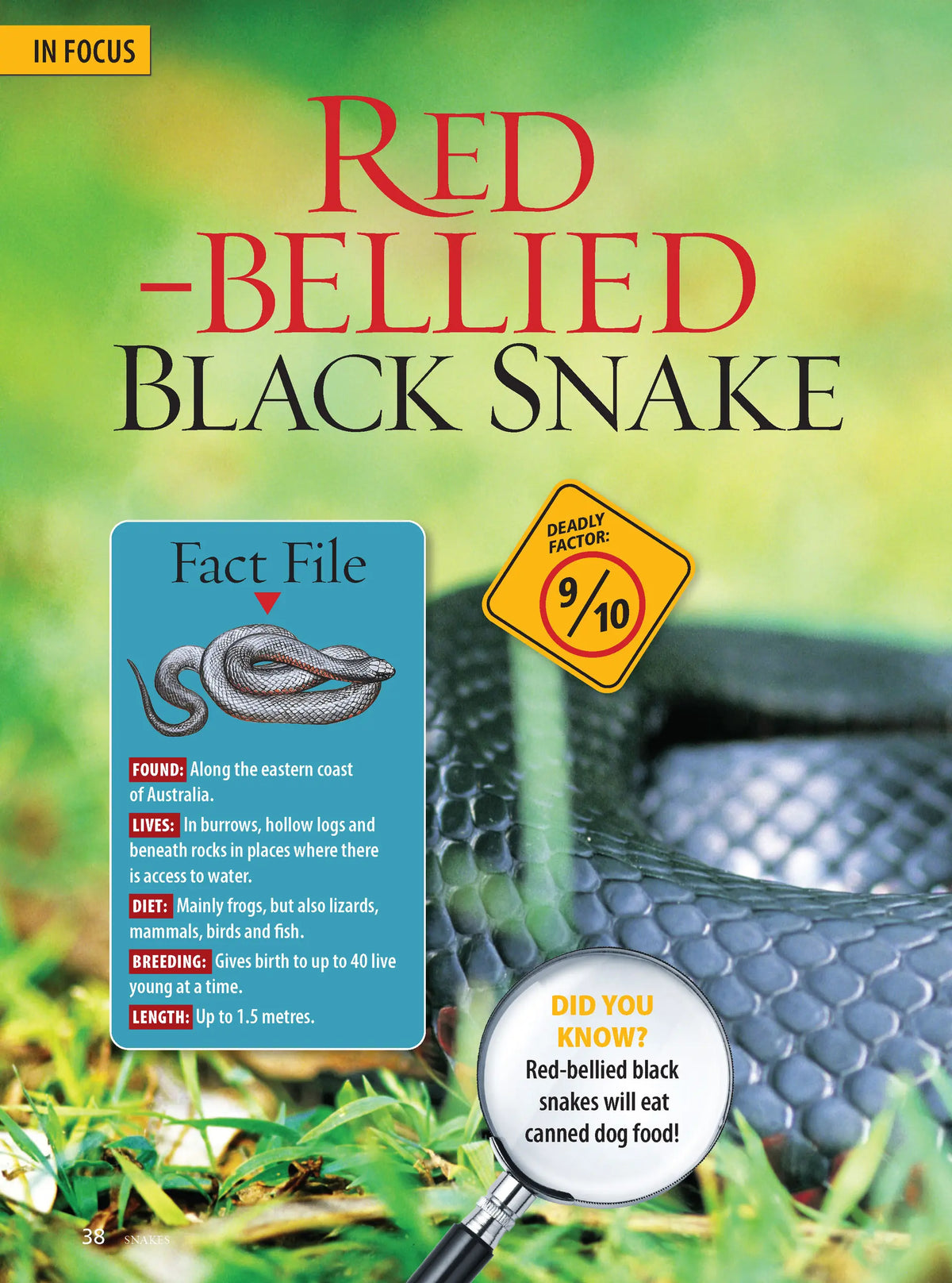 Australia's Most Dangerous Animals