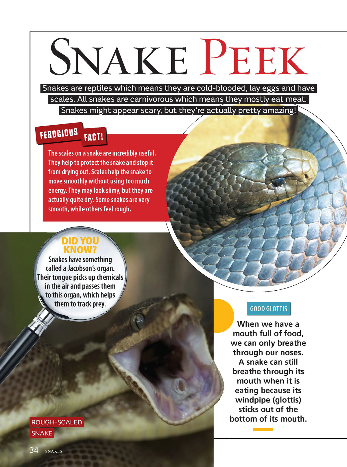Australia's Most Dangerous Animals