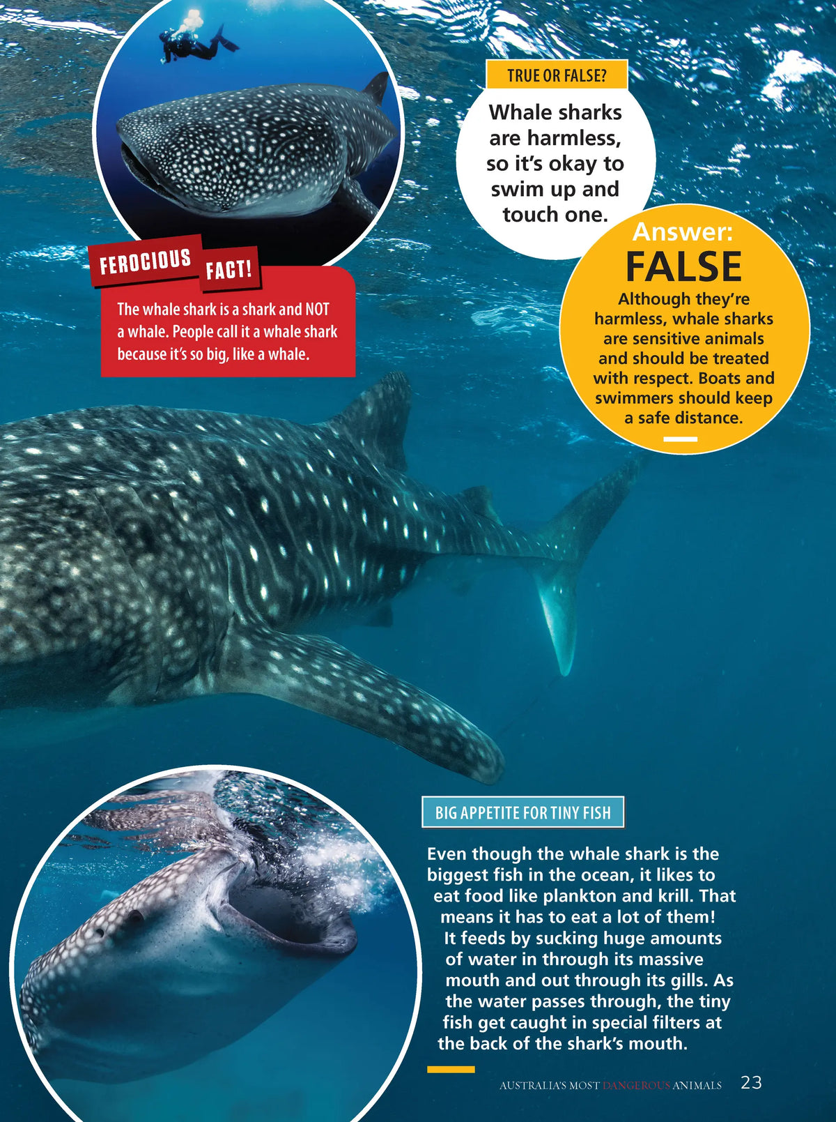 Australia's Most Dangerous Animals