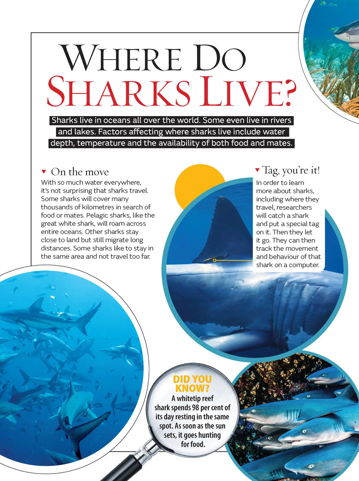 Australia's Most Dangerous Animals